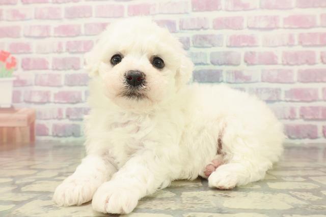 埼玉県のビションフリーゼ (Coo&RIKUヤオコー幸手店/2025年11月9日生まれ/女の子/ホワイト)の子犬の2枚目の画像