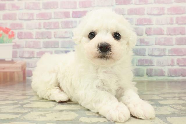 埼玉県のビションフリーゼ (Coo&RIKUヤオコー幸手店/2025年11月9日生まれ/女の子/ホワイト)の子犬の3枚目の画像