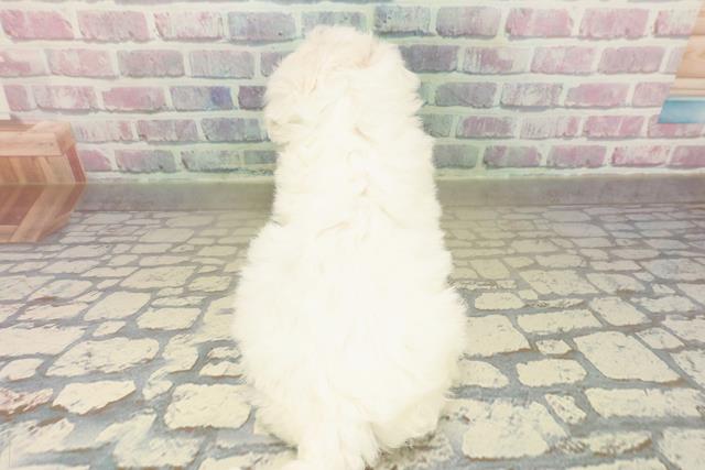 埼玉県のビションフリーゼ (Coo&RIKUヤオコー幸手店/2025年11月9日生まれ/女の子/ホワイト)の子犬の4枚目の画像