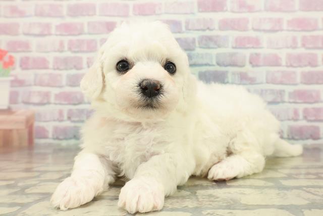 石川県のビションフリーゼ (Coo&RIKUイオン野々市南店/2025年11月9日生まれ/女の子/ホワイト)の子犬の2枚目の画像