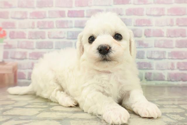 石川県のビションフリーゼ (Coo&RIKUイオン野々市南店/2025年11月9日生まれ/女の子/ホワイト)の子犬の3枚目の画像