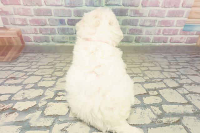 石川県のビションフリーゼ (Coo&RIKUイオン野々市南店/2025年11月9日生まれ/女の子/ホワイト)の子犬の4枚目の画像