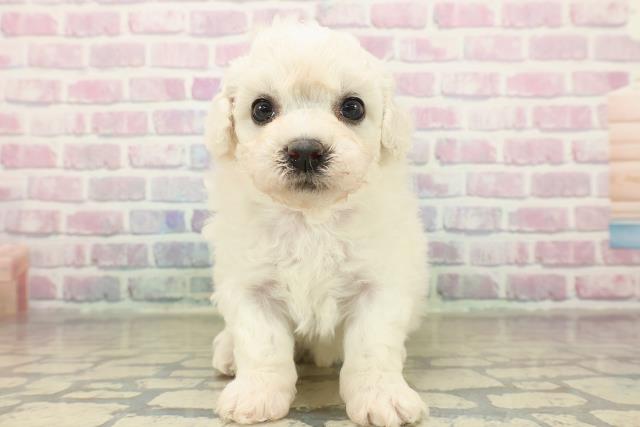 北海道のビションフリーゼ (Coo&RIKU札幌東店/2025年11月9日生まれ/女の子/ホワイト)の子犬の1枚目の画像