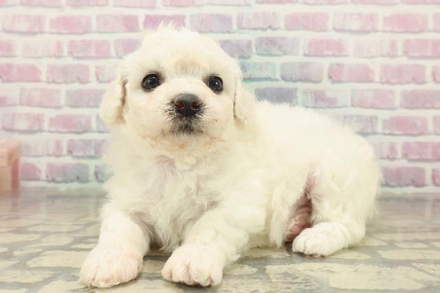 北海道のビションフリーゼ (Coo&RIKU札幌東店/2025年11月9日生まれ/女の子/ホワイト)の子犬の2枚目の画像