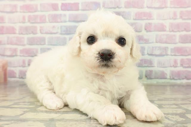 北海道のビションフリーゼ (Coo&RIKU札幌東店/2025年11月9日生まれ/女の子/ホワイト)の子犬の3枚目の画像