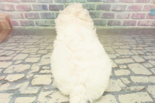 北海道のビションフリーゼ (Coo&RIKU札幌東店/2025年11月9日生まれ/女の子/ホワイト)の子犬の4枚目の画像