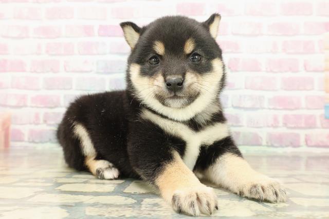 東京都の豆柴 (Coo&RIKU中野サンモール店/2025年11月9日生まれ/男の子/黒)の子犬の3枚目の画像