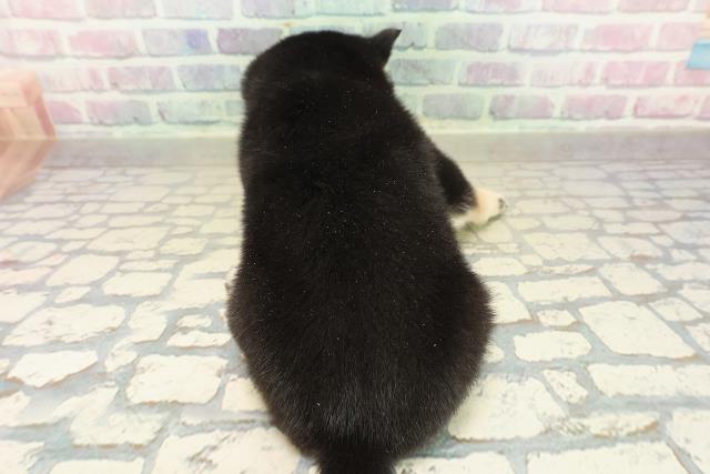 東京都の豆柴 (Coo&RIKU中野サンモール店/2025年11月9日生まれ/男の子/黒)の子犬の4枚目の画像