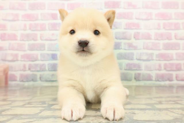 東京都の豆柴 (Coo&RIKU新宿三丁目店/2025年11月9日生まれ/男の子/白)の子犬の1枚目の画像