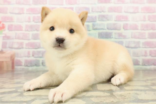 東京都の豆柴 (Coo&RIKU新宿三丁目店/2025年11月9日生まれ/男の子/白)の子犬の2枚目の画像