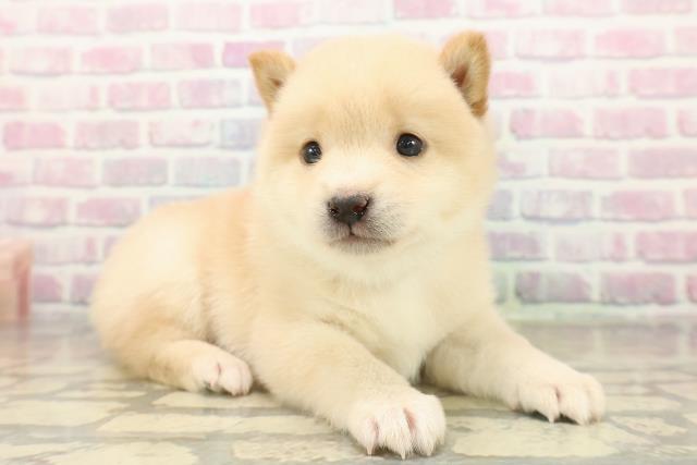 東京都の豆柴 (Coo&RIKU新宿三丁目店/2025年11月9日生まれ/男の子/白)の子犬の3枚目の画像