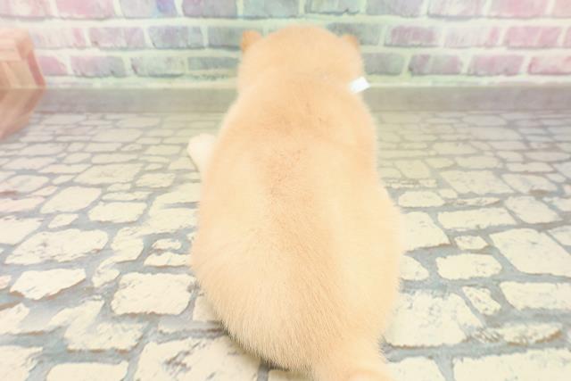 東京都の豆柴 (Coo&RIKU新宿三丁目店/2025年11月9日生まれ/男の子/白)の子犬の4枚目の画像