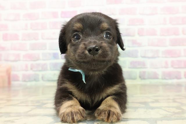 埼玉県のチワックス(チワワ×ダックス) (Coo&RIKUヤオコー幸手店/2025年11月8日生まれ/男の子/ブラックタン)の子犬の1枚目の画像