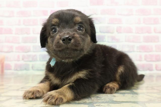 埼玉県のチワックス(チワワ×ダックス) (Coo&RIKUヤオコー幸手店/2025年11月8日生まれ/男の子/ブラックタン)の子犬の2枚目の画像