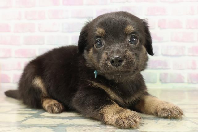 埼玉県のチワックス(チワワ×ダックス) (Coo&RIKUヤオコー幸手店/2025年11月8日生まれ/男の子/ブラックタン)の子犬の3枚目の画像