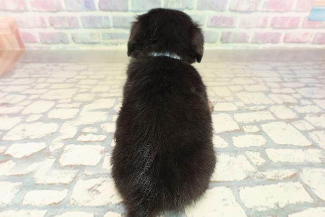 埼玉県のチワックス(チワワ×ダックス) (Coo&RIKUヤオコー幸手店/2025年11月8日生まれ/男の子/ブラックタン)の子犬の4枚目の画像