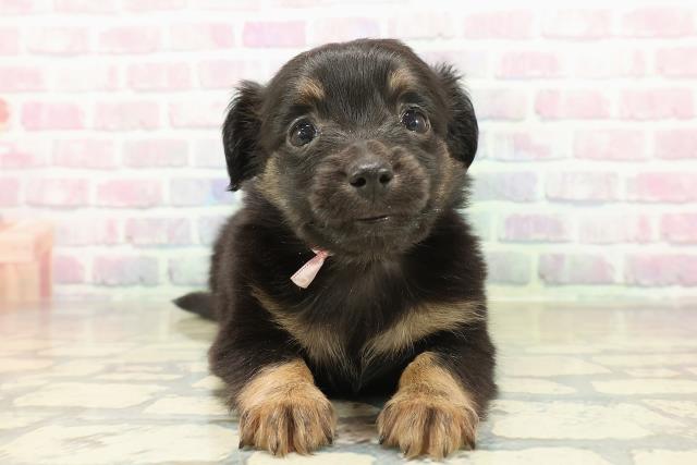 北海道のチワックス(チワワ×ダックス) (Coo&RIKU旭川店/2025年11月8日生まれ/女の子/ブラックタン)の子犬の1枚目の画像