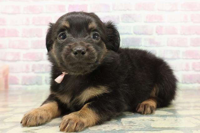 北海道のチワックス(チワワ×ダックス) (Coo&RIKU旭川店/2025年11月8日生まれ/女の子/ブラックタン)の子犬の2枚目の画像