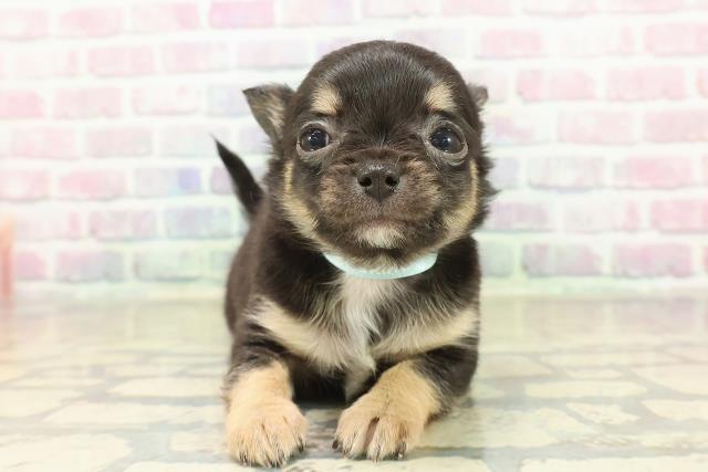 長野県のチワワ(ロング) (Coo&RIKU松本店/2025年11月7日生まれ/女の子/ブラックタンホワイト)の子犬の1枚目の画像