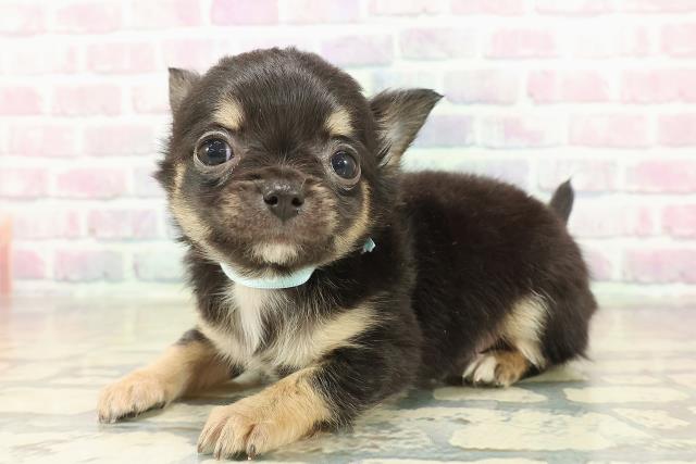 長野県のチワワ(ロング) (Coo&RIKU松本店/2025年11月7日生まれ/女の子/ブラックタンホワイト)の子犬の2枚目の画像