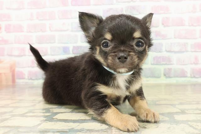 長野県のチワワ(ロング) (Coo&RIKU松本店/2025年11月7日生まれ/女の子/ブラックタンホワイト)の子犬の3枚目の画像