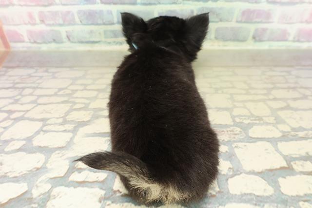 長野県のチワワ(ロング) (Coo&RIKU松本店/2025年11月7日生まれ/女の子/ブラックタンホワイト)の子犬の4枚目の画像