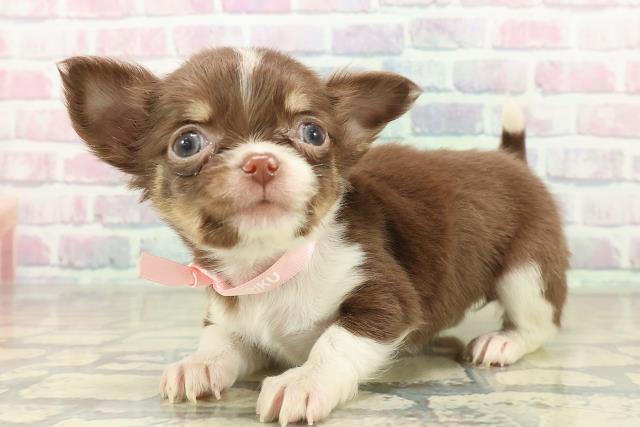 東京都のチワワ(ロング) (Coo&RIKU浅草店/2025年11月7日生まれ/女の子/チョコレートタンホワイト)の子犬の2枚目の画像