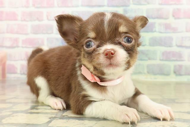 東京都のチワワ(ロング) (Coo&RIKU浅草店/2025年11月7日生まれ/女の子/チョコレートタンホワイト)の子犬の3枚目の画像