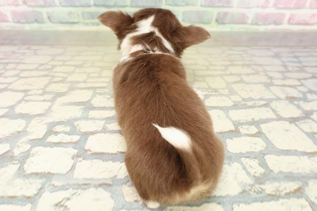 東京都のチワワ(ロング) (Coo&RIKU浅草店/2025年11月7日生まれ/女の子/チョコレートタンホワイト)の子犬の4枚目の画像