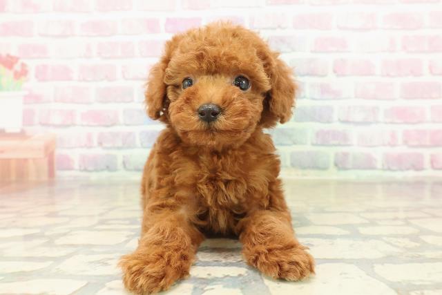新潟県のトイプードル(トイ) (Coo&RIKU長岡店/2025年11月9日生まれ/男の子/レッド)の子犬の1枚目の画像