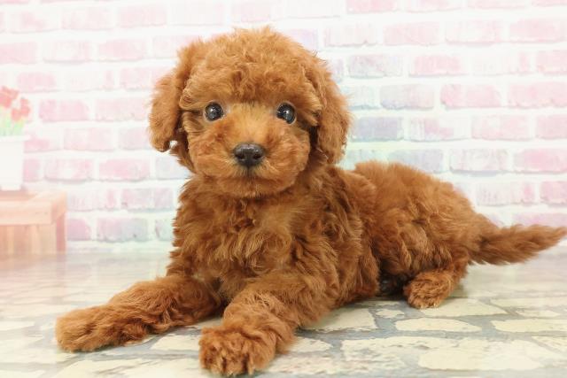 新潟県のトイプードル(トイ) (Coo&RIKU長岡店/2025年11月9日生まれ/男の子/レッド)の子犬の2枚目の画像