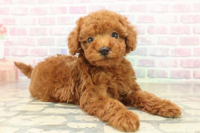 新潟県のトイプードル(トイ) (Coo&RIKU長岡店/2025年11月9日生まれ/男の子/レッド)の子犬の3枚目の画像