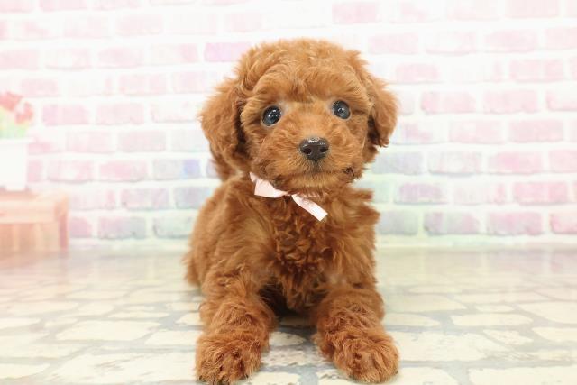 長野県のトイプードル(トイ) (Coo&RIKU松本店/2025年11月9日生まれ/女の子/レッド)の子犬の1枚目の画像