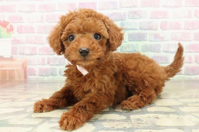 長野県のトイプードル(トイ) (Coo&RIKU松本店/2025年11月9日生まれ/女の子/レッド)の子犬の2枚目の画像