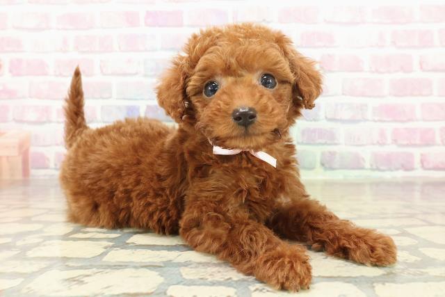 長野県のトイプードル(トイ) (Coo&RIKU松本店/2025年11月9日生まれ/女の子/レッド)の子犬の3枚目の画像