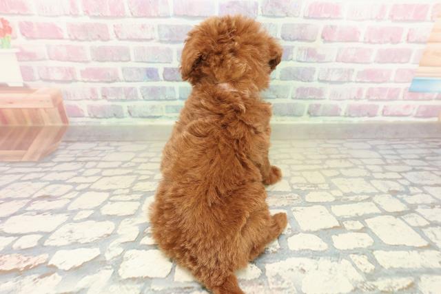 長野県のトイプードル(トイ) (Coo&RIKU松本店/2025年11月9日生まれ/女の子/レッド)の子犬の4枚目の画像