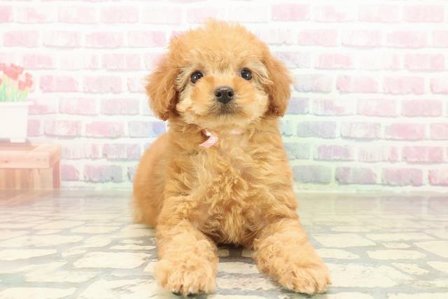 埼玉県のトイプードル(トイ) (Coo&RIKUヤオコー幸手店/2025年11月8日生まれ/女の子/アプリコット)の子犬の1枚目の画像