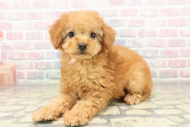 埼玉県のトイプードル(トイ) (Coo&RIKUヤオコー幸手店/2025年11月8日生まれ/女の子/アプリコット)の子犬の2枚目の画像