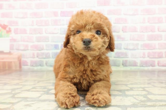 長野県のトイプードル(トイ) (Coo&RIKU松本店/2025年11月8日生まれ/女の子/アプリコット)の子犬の1枚目の画像