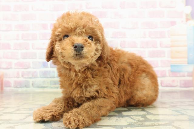 長野県のトイプードル(トイ) (Coo&RIKU松本店/2025年11月8日生まれ/女の子/アプリコット)の子犬の2枚目の画像