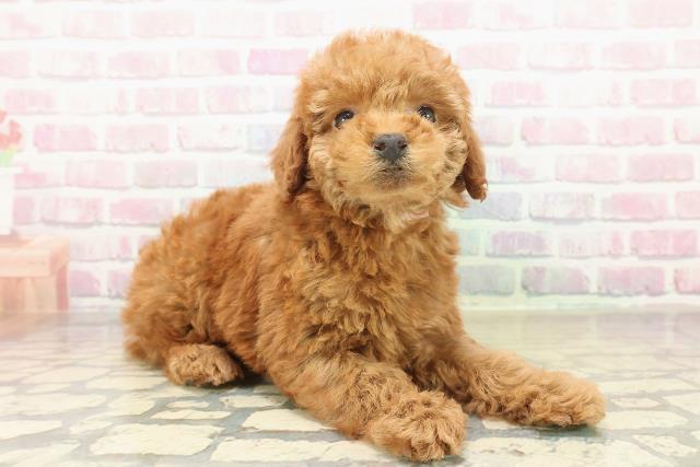 長野県のトイプードル(トイ) (Coo&RIKU松本店/2025年11月8日生まれ/女の子/アプリコット)の子犬の3枚目の画像