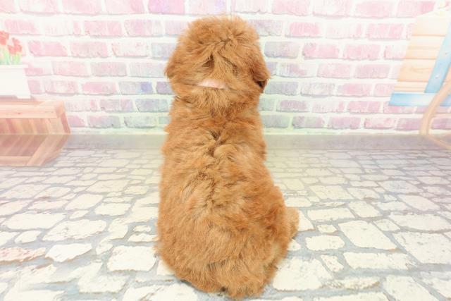 長野県のトイプードル(トイ) (Coo&RIKU松本店/2025年11月8日生まれ/女の子/アプリコット)の子犬の4枚目の画像