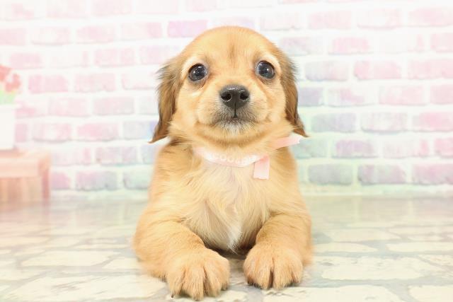 東京都のチワックス(チワワ×ダックス) (Coo&RIKU赤坂店/2025年11月7日生まれ/女の子/レッド)の子犬の1枚目の画像