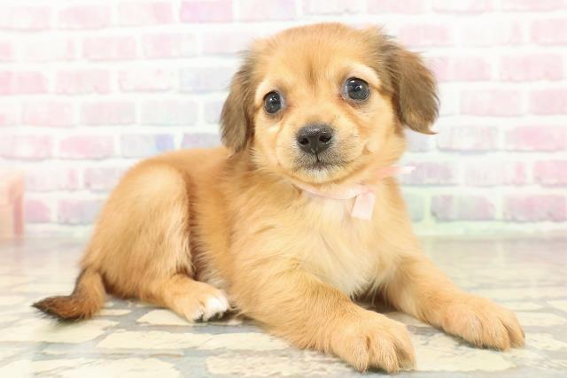 東京都のチワックス(チワワ×ダックス) (Coo&RIKU赤坂店/2025年11月7日生まれ/女の子/レッド)の子犬の3枚目の画像