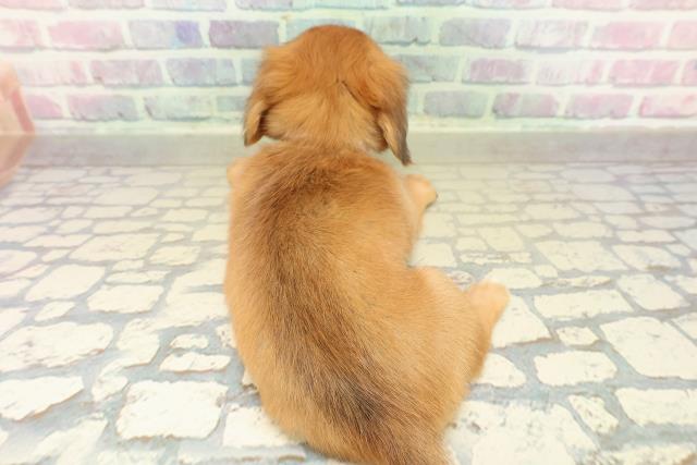 東京都のチワックス(チワワ×ダックス) (Coo&RIKU赤坂店/2025年11月7日生まれ/女の子/レッド)の子犬の4枚目の画像