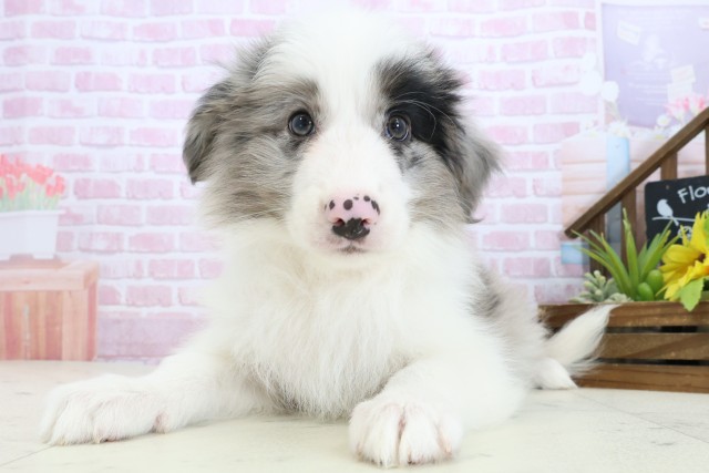 沖縄県のボーダーコリー (Coo&RIKUイオン北谷店/2025年11月3日生まれ/女の子/ブルーマール)の子犬の3枚目の画像