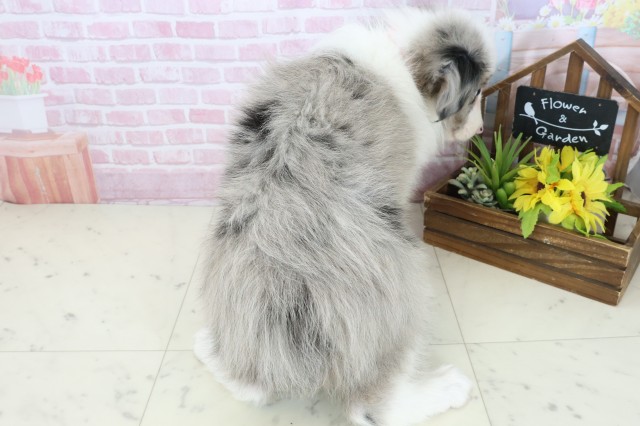 沖縄県のボーダーコリー (Coo&RIKUイオン北谷店/2025年11月3日生まれ/女の子/ブルーマール)の子犬の4枚目の画像