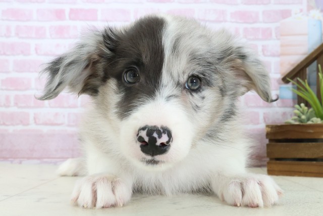 福岡県のボーダーコリー (Coo&RIKUフォレストシティ春日店/2025年11月3日生まれ/女の子/ブルーマール)の子犬の1枚目の画像