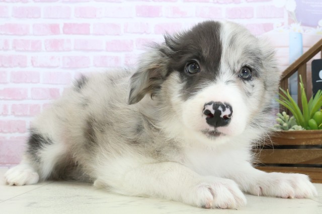 福岡県のボーダーコリー (Coo&RIKUフォレストシティ春日店/2025年11月3日生まれ/女の子/ブルーマール)の子犬の2枚目の画像