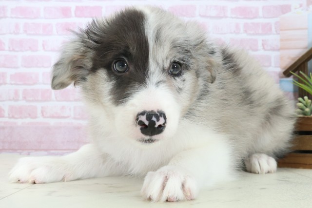 福岡県のボーダーコリー (Coo&RIKUフォレストシティ春日店/2025年11月3日生まれ/女の子/ブルーマール)の子犬の3枚目の画像